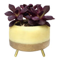 MapleXO Street Planter
