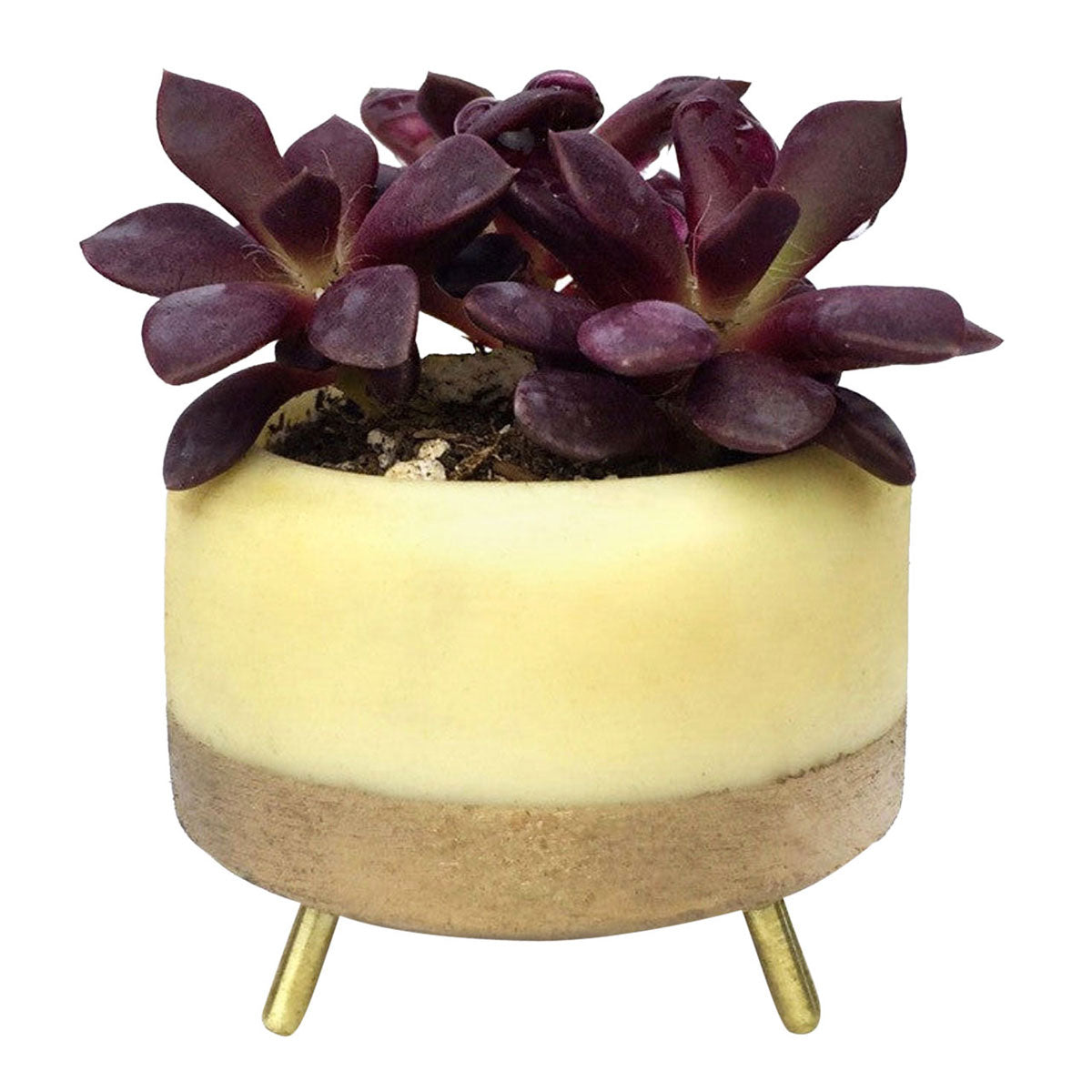 MapleXO Street Planter