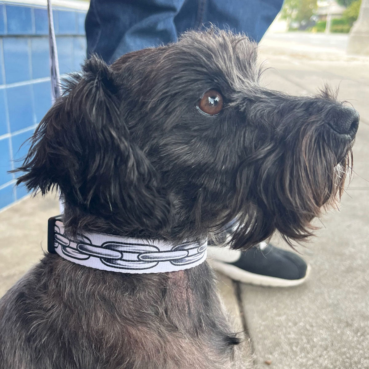 Party Animal x Tim Hendricks Chain Dog Collar - White
